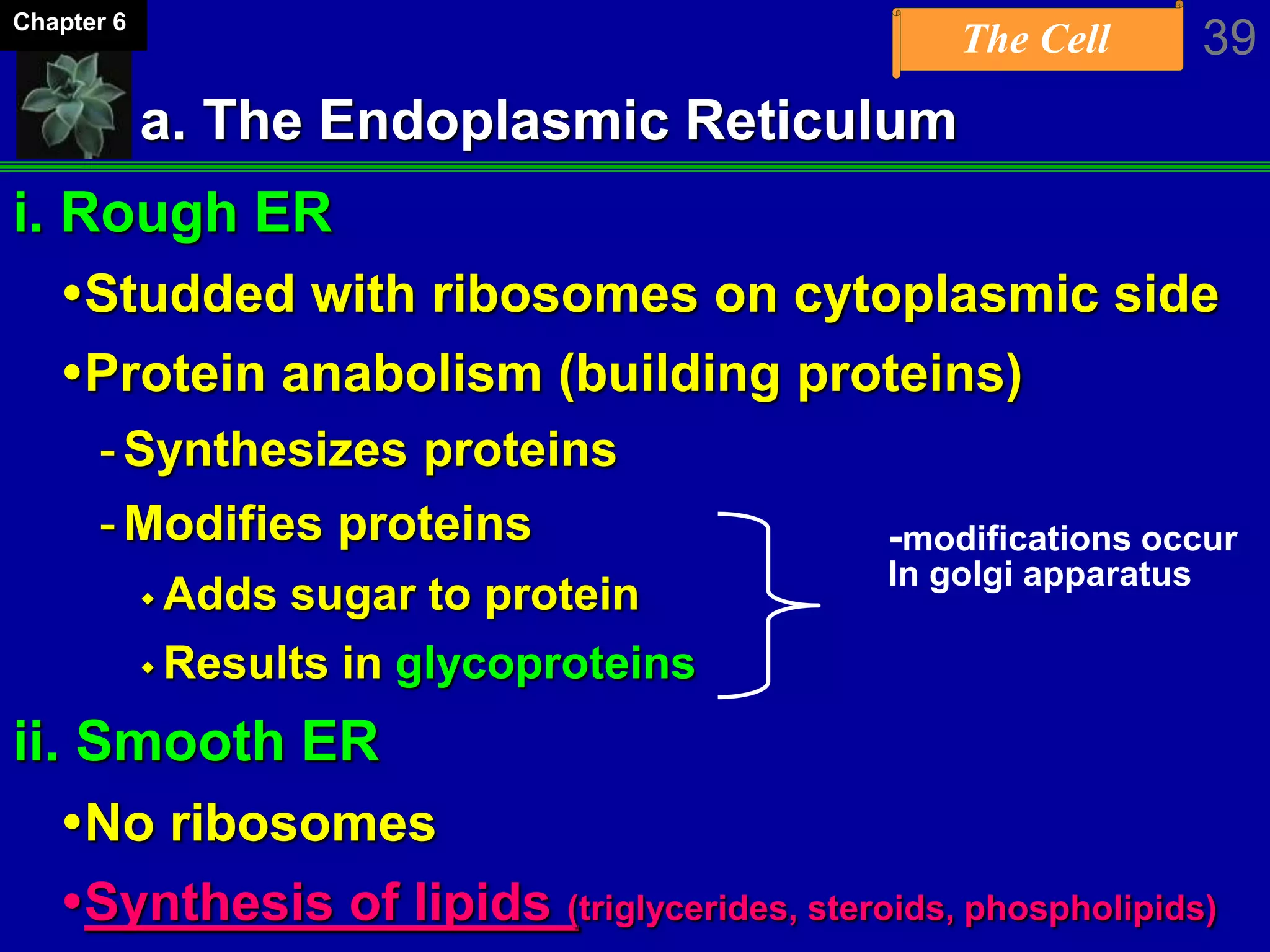 The Cell 39Chapter 6
a. The Endoplasmic Reticulum
i. Rough ER
Studded with ribosomes on cytoplasmic side
Protein anabolism (building proteins)
-Synthesizes proteins
-Modifies proteins
 Adds sugar to protein
 Results in glycoproteins
ii. Smooth ER
No ribosomes
Synthesis of lipids (triglycerides, steroids, phospholipids)
-modifications occur
In golgi apparatus
 