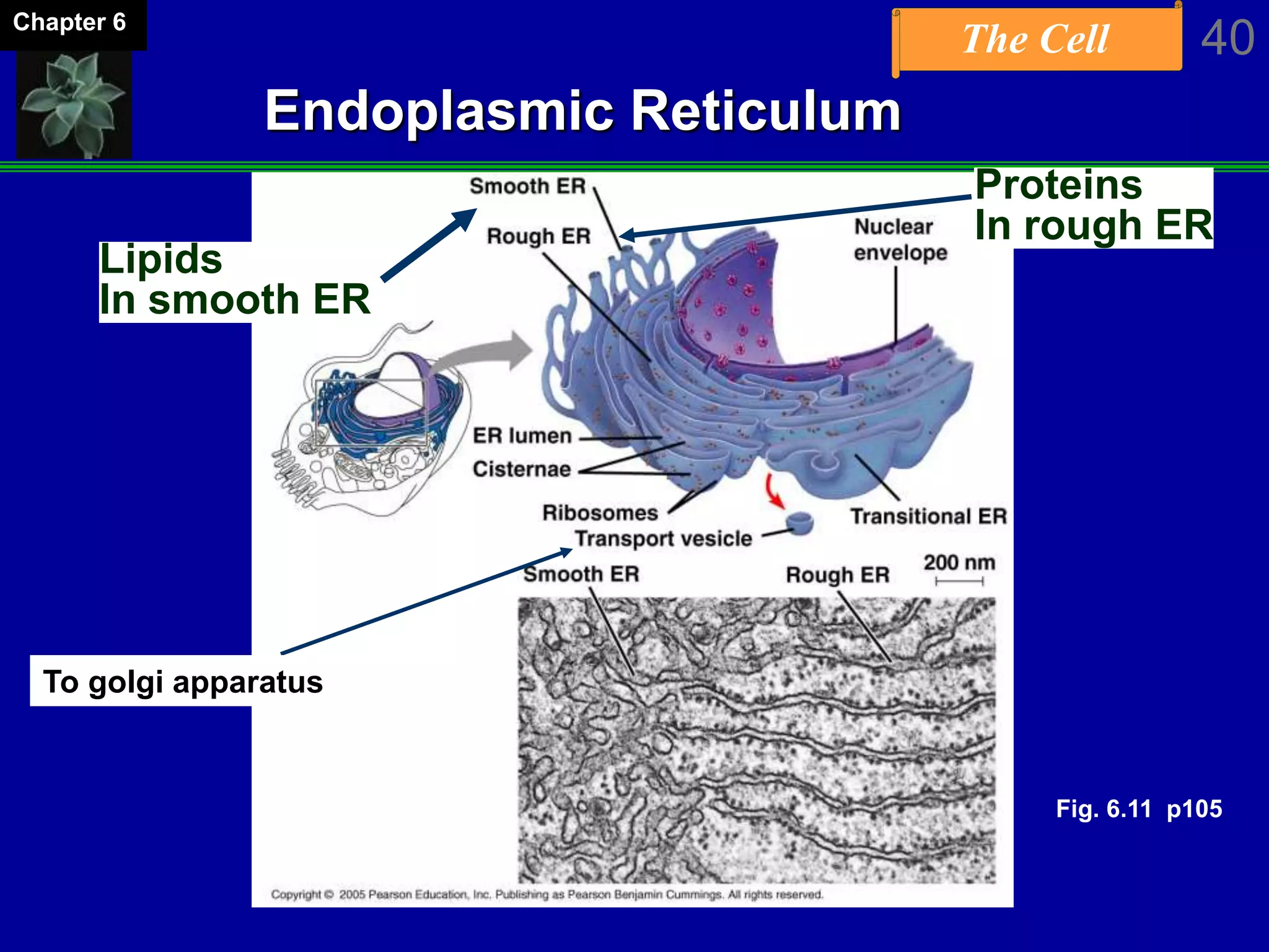 The Cell 40Chapter 6
Endoplasmic Reticulum
Lipids
In smooth ER
Proteins
In rough ER
To golgi apparatus
Fig. 6.11 p105
 
