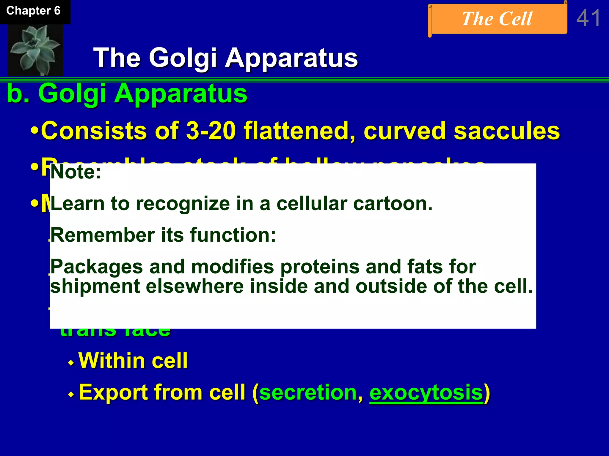 The Cell 41Chapter 6
The Golgi Apparatus
b. Golgi Apparatus
Consists of 3-20 flattened, curved saccules
Resembles stack of hollow pancakes
Modifies proteins and lipids
-Packages them in vesicles
-Receives vesicles from ER on cis face
-Prepares for “shipment” in vesicles from
trans face
 Within cell
 Export from cell (secretion, exocytosis)
Note:
Learn to recognize in a cellular cartoon.
Remember its function:
Packages and modifies proteins and fats for
shipment elsewhere inside and outside of the cell.
 