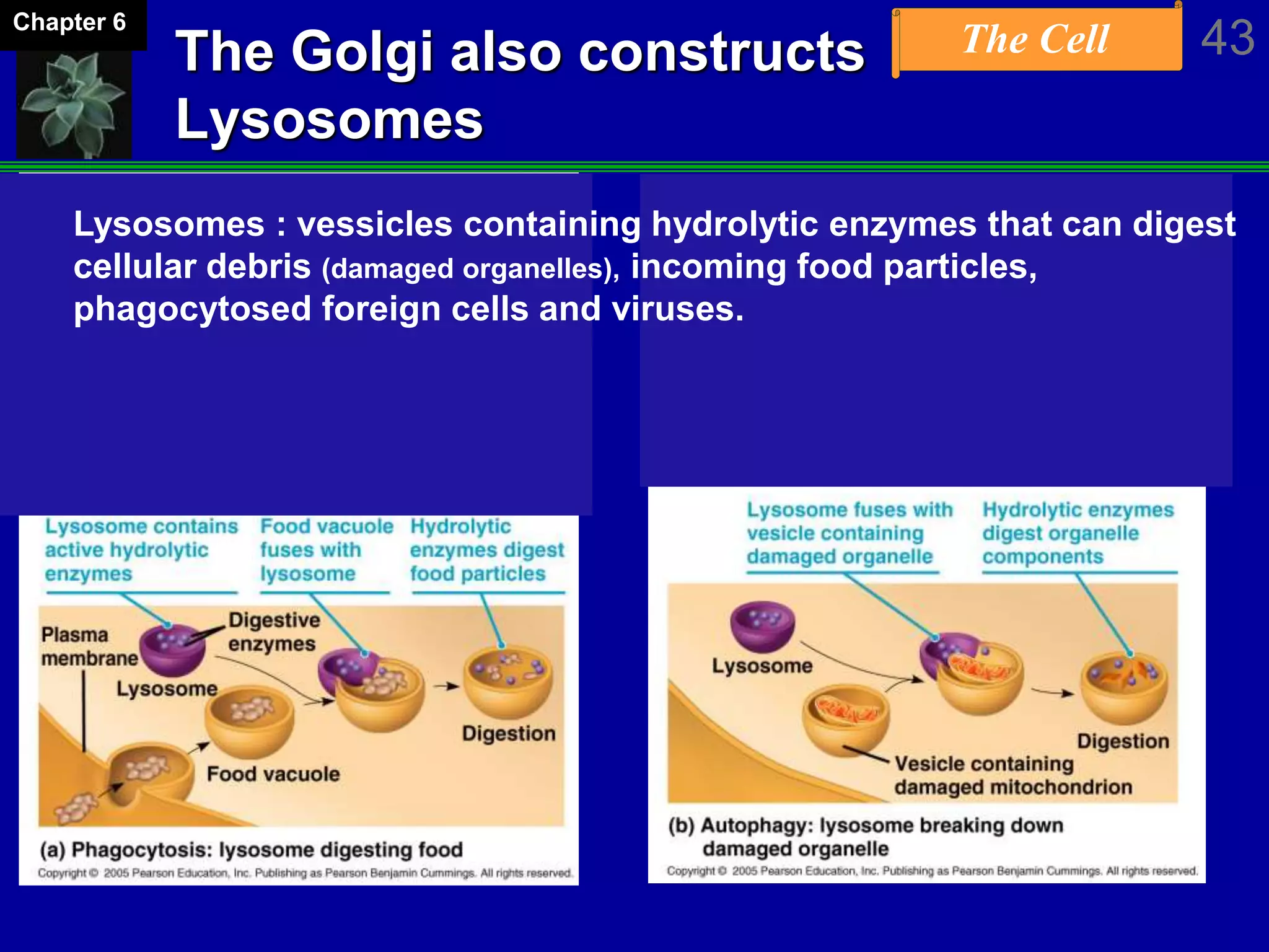 The Cell 43Chapter 6
The Golgi also constructs
Lysosomes
Lysosomes : vessicles containing hydrolytic enzymes that can digest
cellular debris (damaged organelles), incoming food particles,
phagocytosed foreign cells and viruses.
 