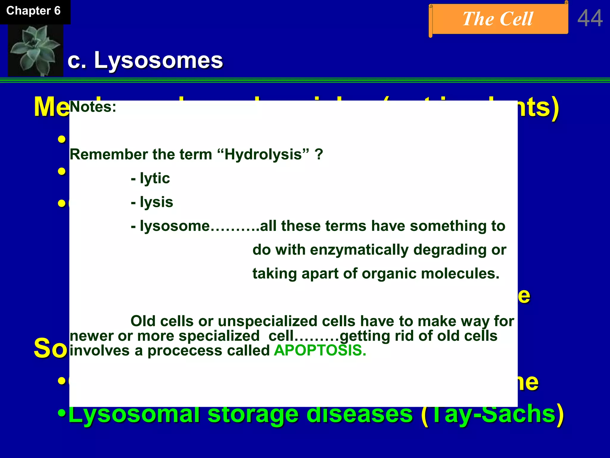 The Cell 44Chapter 6
c. Lysosomes
Membrane-bound vesicles (not in plants)
Produced by the Golgi apparatus
Low pH
Contain lytic enzymes
-Digestion of large molecules
-Recycling of cellular resources
-Apoptosis (programmed cell death, like
tadpole losing tail)
Some genetic diseases
Caused by defect in lysosomal enzyme
Lysosomal storage diseases (Tay-Sachs)
Notes:
Remember the term “Hydrolysis” ?
- lytic
- lysis
- lysosome……….all these terms have something to
do with enzymatically degrading or
taking apart of organic molecules.
Old cells or unspecialized cells have to make way for
newer or more specialized cell………getting rid of old cells
involves a procecess called APOPTOSIS.
 