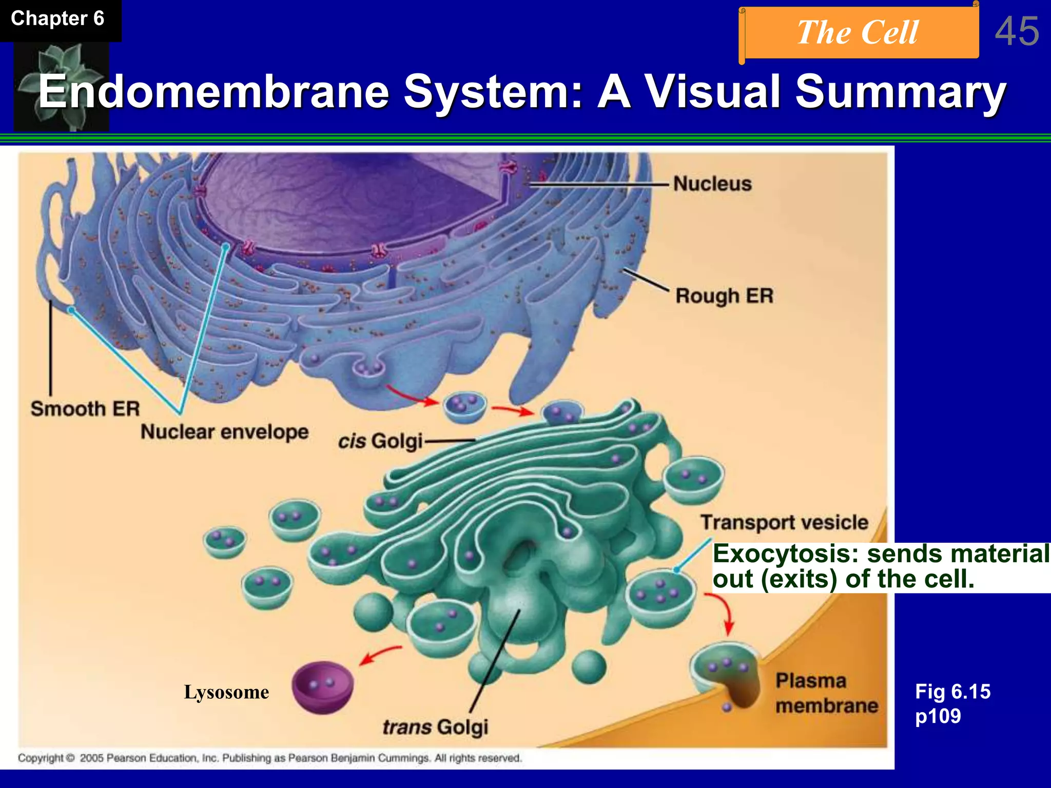 The Cell 45Chapter 6
Endomembrane System: A Visual Summary
Exocytosis: sends material
out (exits) of the cell.
Lysosome Fig 6.15
p109
 