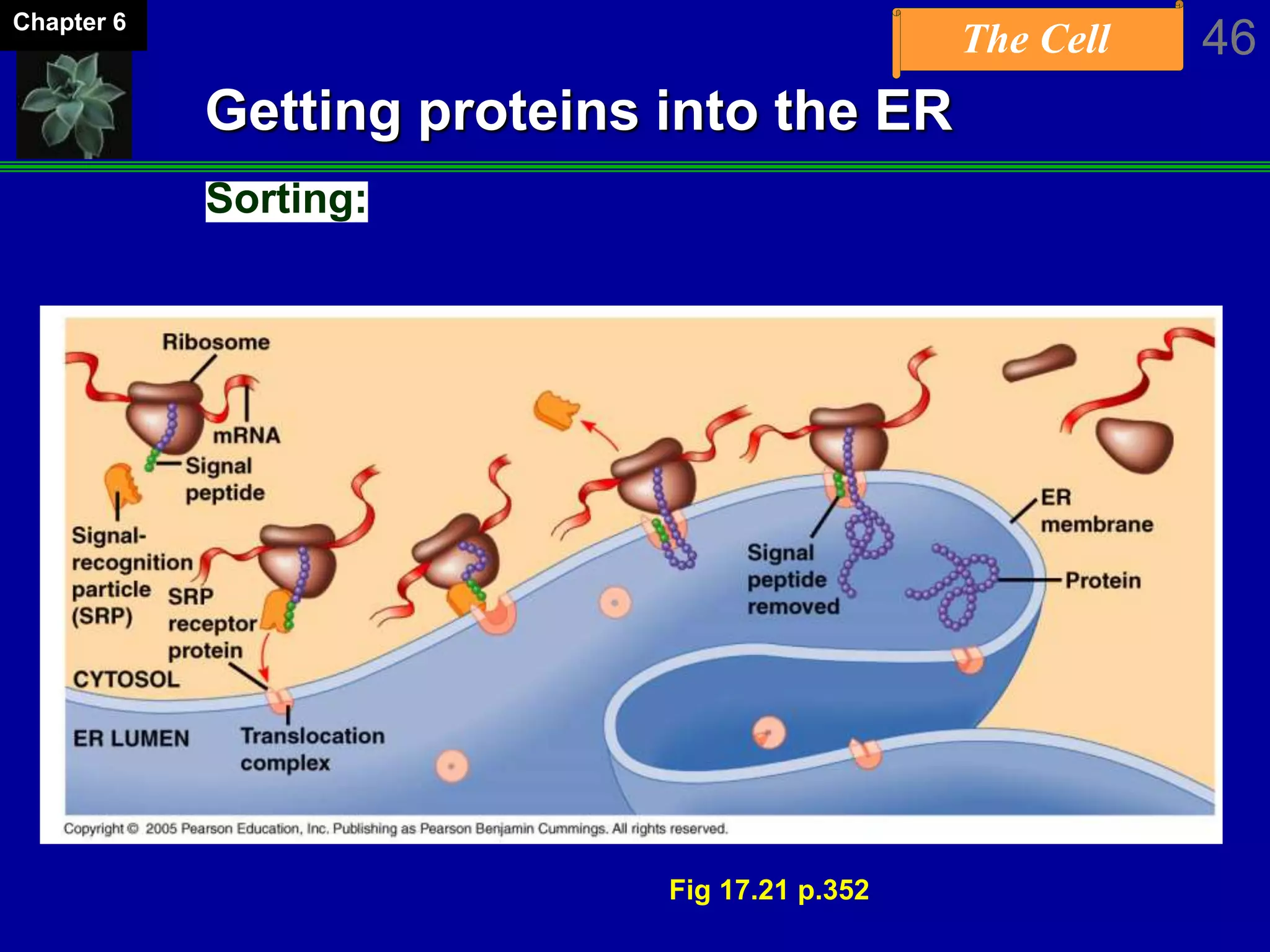 The Cell 46Chapter 6
Getting proteins into the ER
Sorting:
Fig 17.21 p.352
 