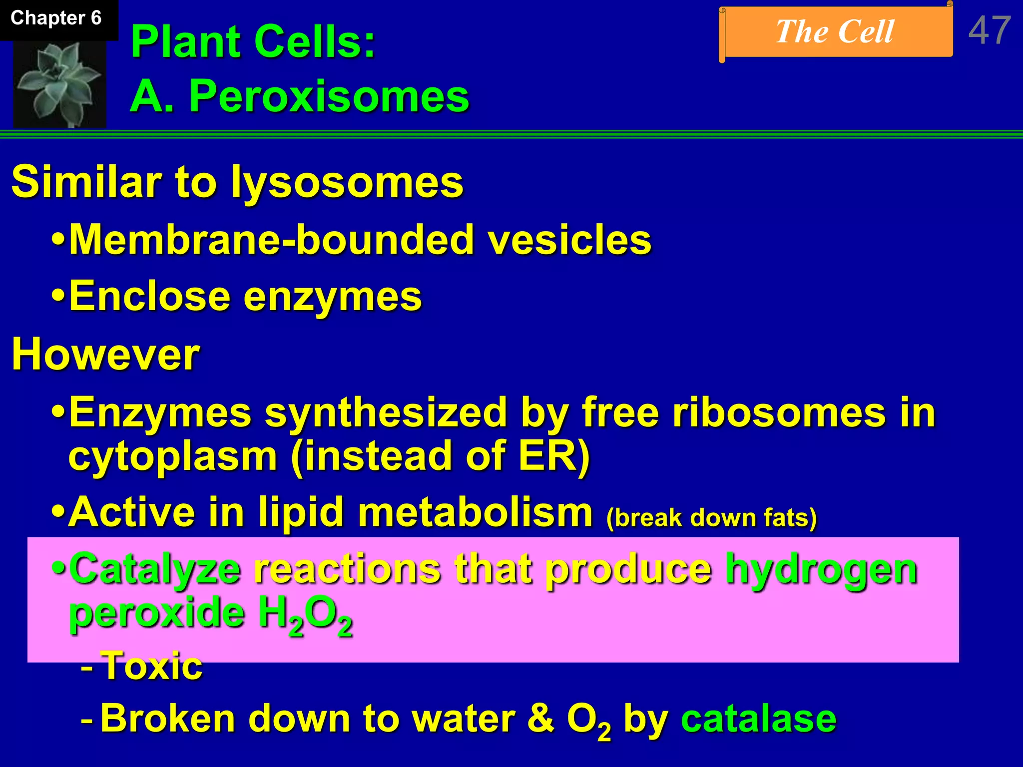 The Cell 47Chapter 6
Plant Cells:
A. Peroxisomes
Similar to lysosomes
Membrane-bounded vesicles
Enclose enzymes
However
Enzymes synthesized by free ribosomes in
cytoplasm (instead of ER)
Active in lipid metabolism (break down fats)
Catalyze reactions that produce hydrogen
peroxide H2O2
-Toxic
-Broken down to water & O2 by catalase
 
