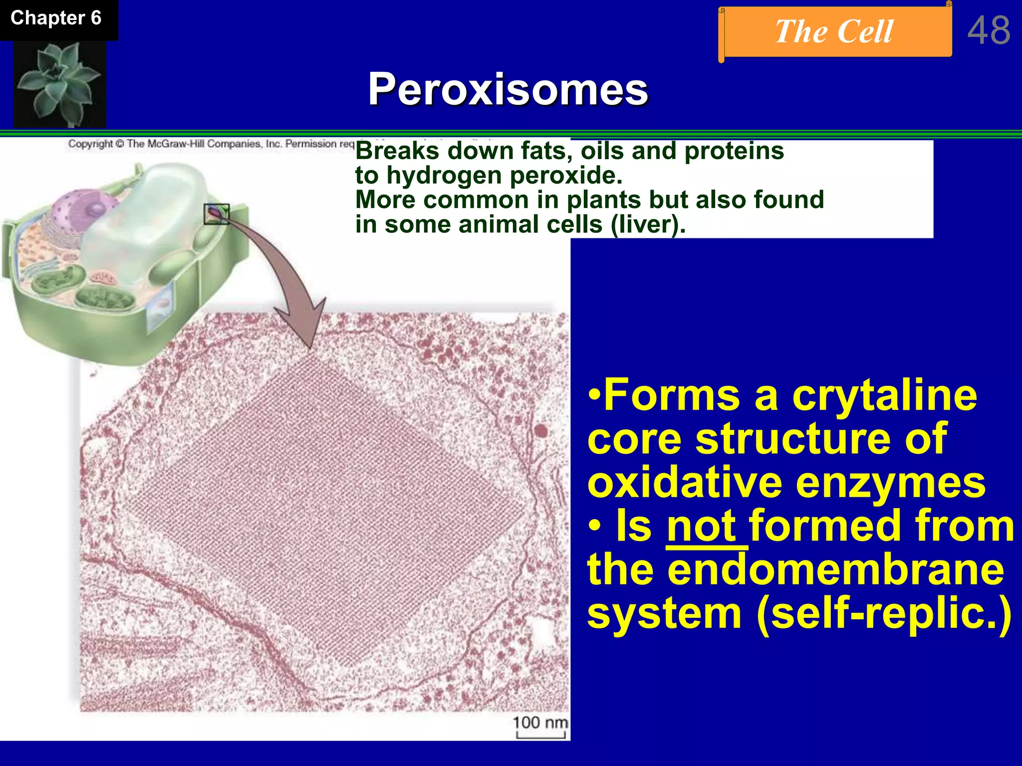 The Cell 48Chapter 6
Peroxisomes
Breaks down fats, oils and proteins
to hydrogen peroxide.
More common in plants but also found
in some animal cells (liver).
•Forms a crytaline
core structure of
oxidative enzymes
• Is not formed from
the endomembrane
system (self-replic.)
 