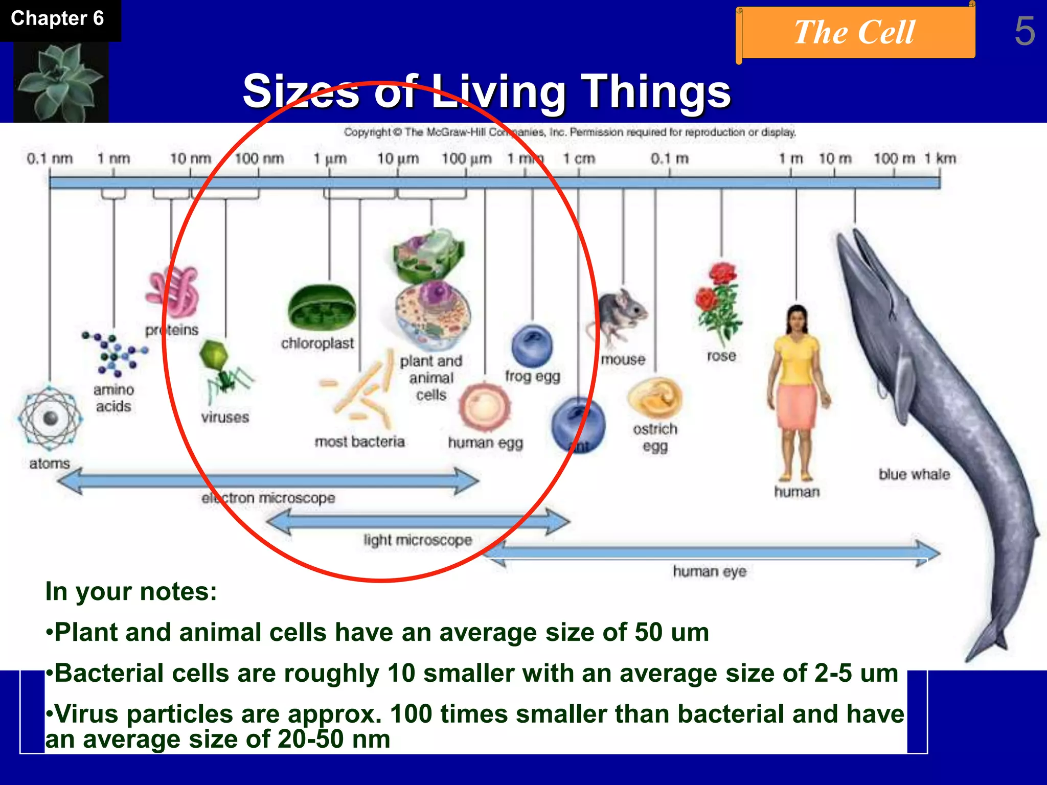 The Cell 5Chapter 6
Sizes of Living Things
In your notes:
•Plant and animal cells have an average size of 50 um
•Bacterial cells are roughly 10 smaller with an average size of 2-5 um
•Virus particles are approx. 100 times smaller than bacterial and have
an average size of 20-50 nm
 