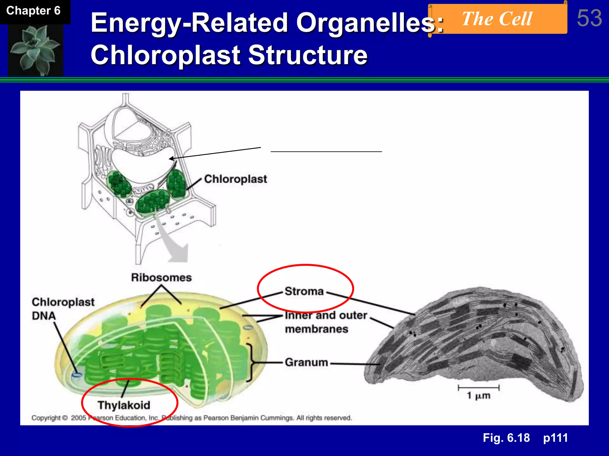 The Cell 53Chapter 6
Energy-Related Organelles:
Chloroplast Structure
?
Fig. 6.18 p111
 