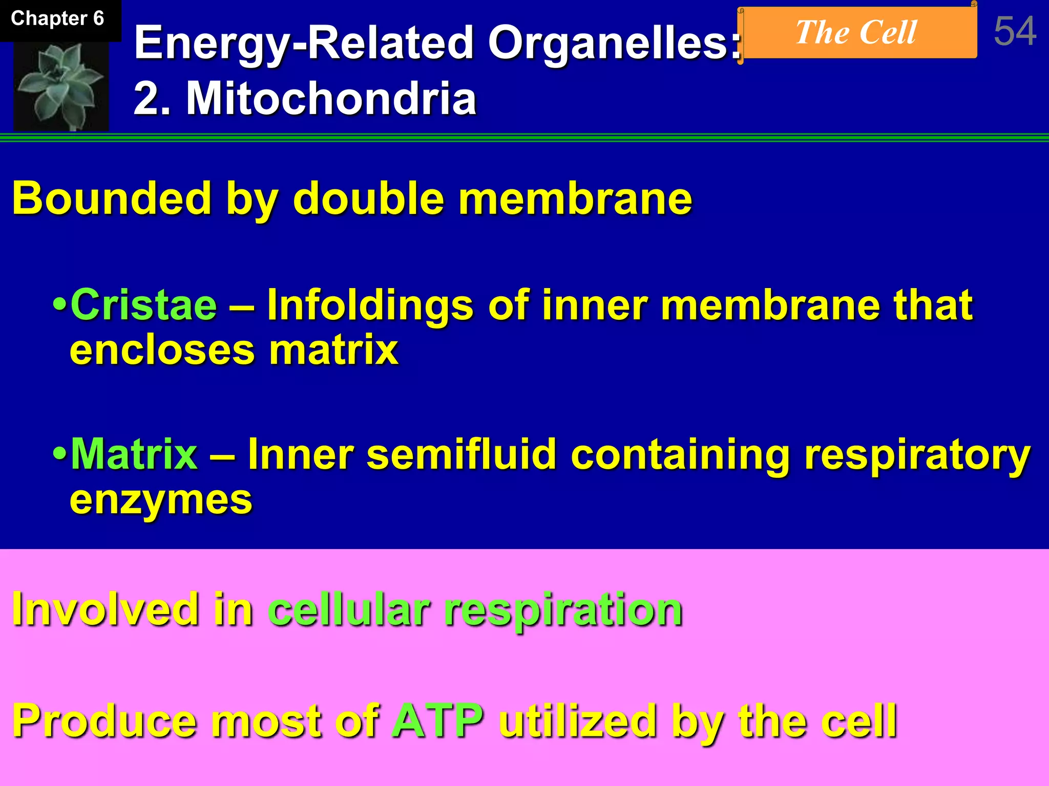 The Cell 54Chapter 6
Energy-Related Organelles:
2. Mitochondria
Bounded by double membrane
Cristae – Infoldings of inner membrane that
encloses matrix
Matrix – Inner semifluid containing respiratory
enzymes
Involved in cellular respiration
Produce most of ATP utilized by the cell
 