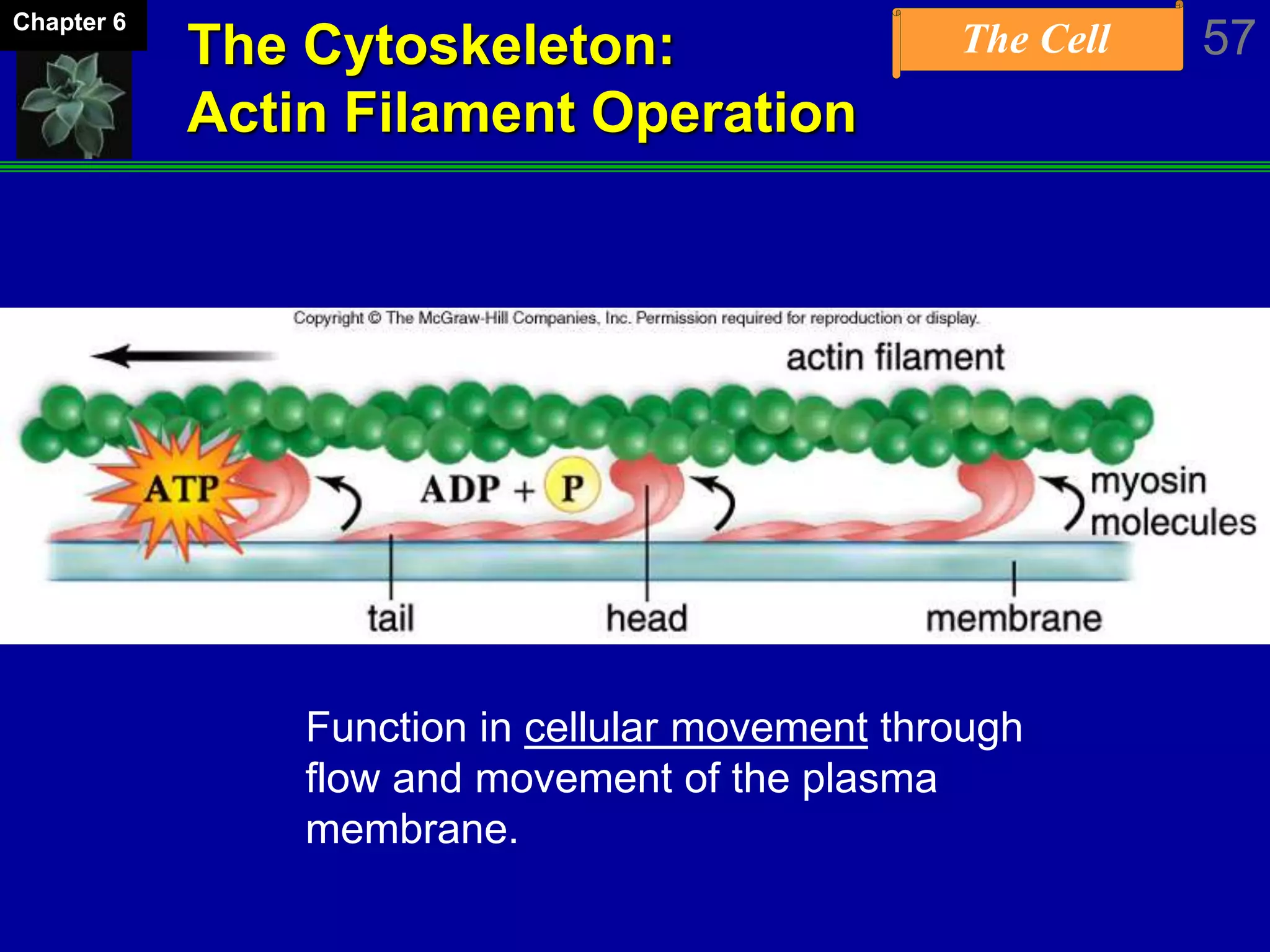The Cell 57Chapter 6
The Cytoskeleton:
Actin Filament Operation
Function in cellular movement through
flow and movement of the plasma
membrane.
 