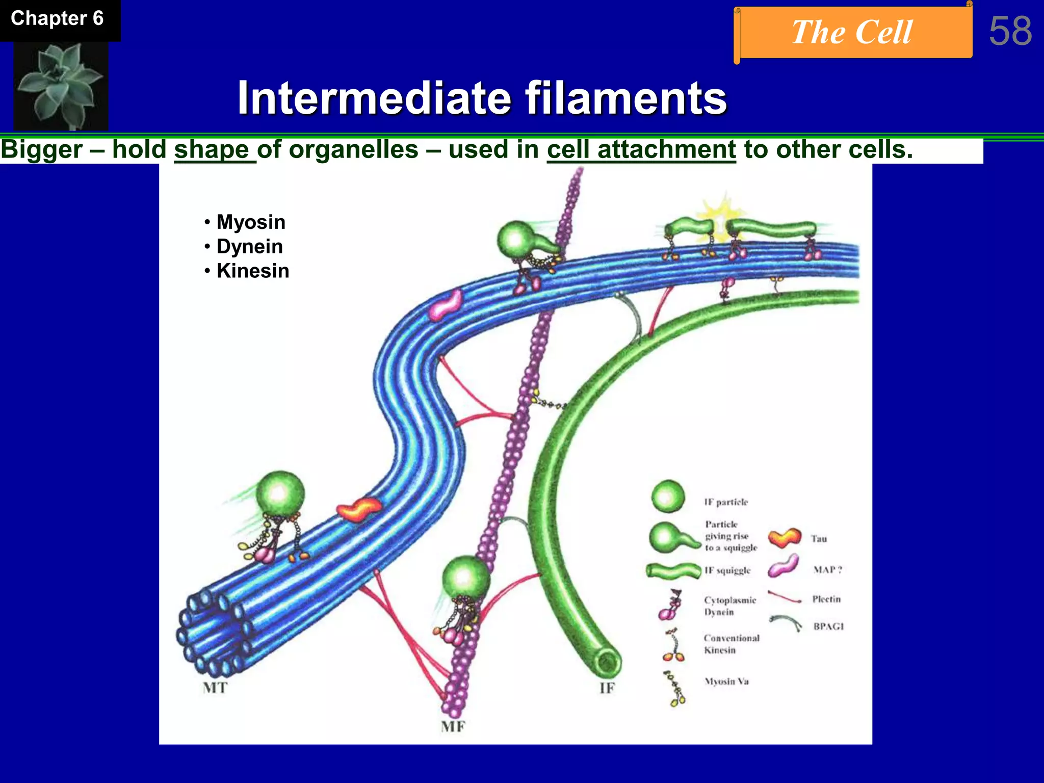 The Cell 58Chapter 6
Intermediate filaments
Bigger – hold shape of organelles – used in cell attachment to other cells.
• Myosin
• Dynein
• Kinesin
 