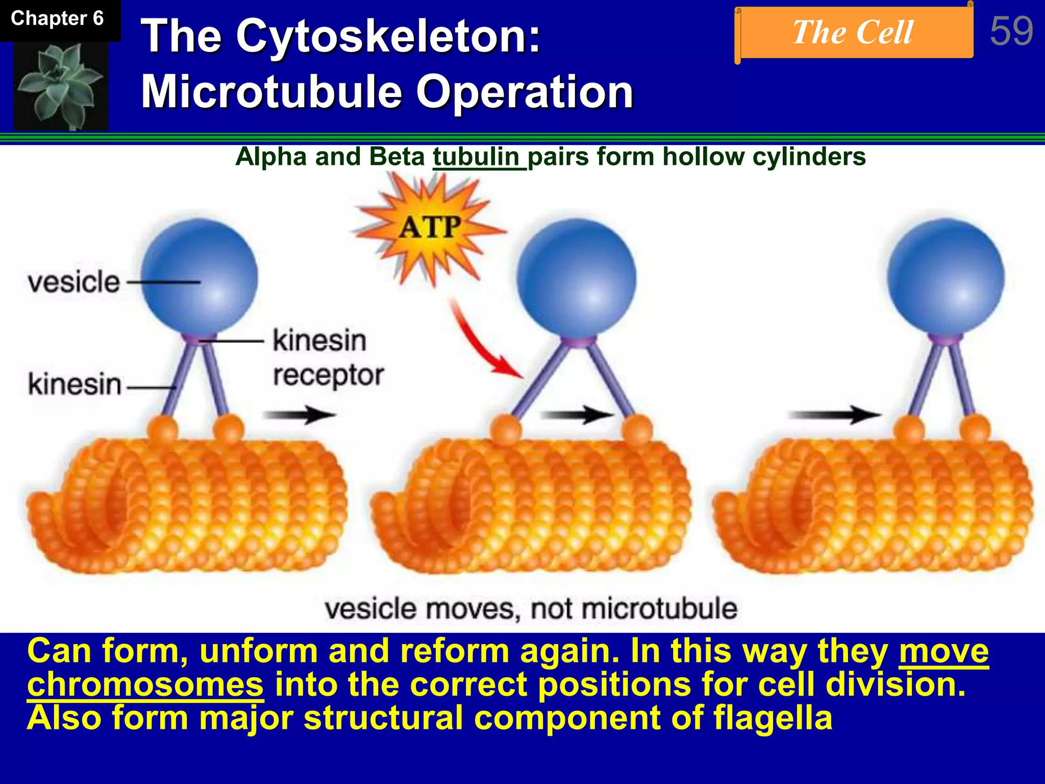 The Cell 59Chapter 6
The Cytoskeleton:
Microtubule Operation
Alpha and Beta tubulin pairs form hollow cylinders
Can form, unform and reform again. In this way they move
chromosomes into the correct positions for cell division.
Also form major structural component of flagella
 