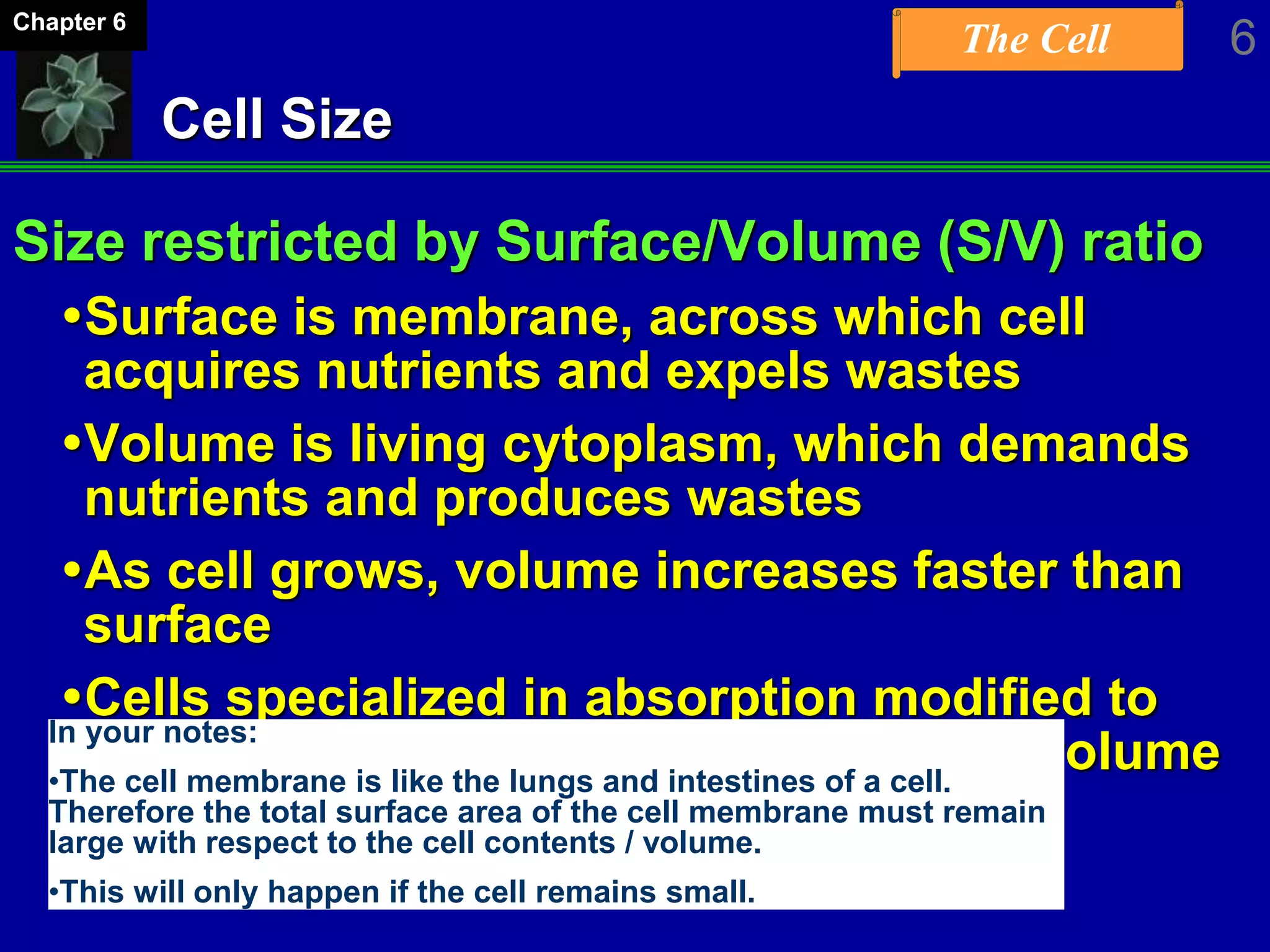 The Cell 6Chapter 6
Cell Size
Size restricted by Surface/Volume (S/V) ratio
Surface is membrane, across which cell
acquires nutrients and expels wastes
Volume is living cytoplasm, which demands
nutrients and produces wastes
As cell grows, volume increases faster than
surface
Cells specialized in absorption modified to
greatly increase surface area per unit volume
In your notes:
•The cell membrane is like the lungs and intestines of a cell.
Therefore the total surface area of the cell membrane must remain
large with respect to the cell contents / volume.
•This will only happen if the cell remains small.
 