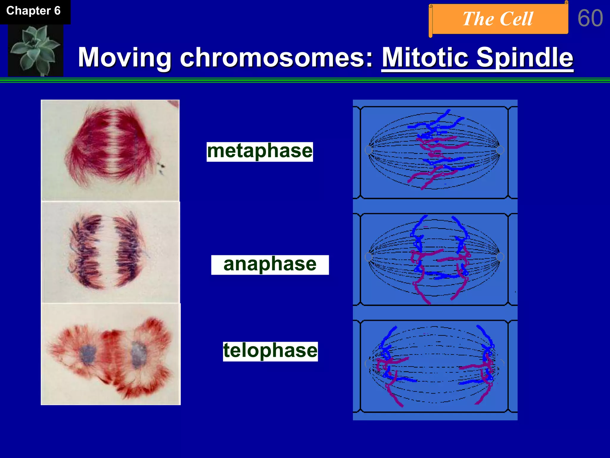 The Cell 60Chapter 6
Moving chromosomes: Mitotic Spindle
metaphase
anaphase
telophase
 