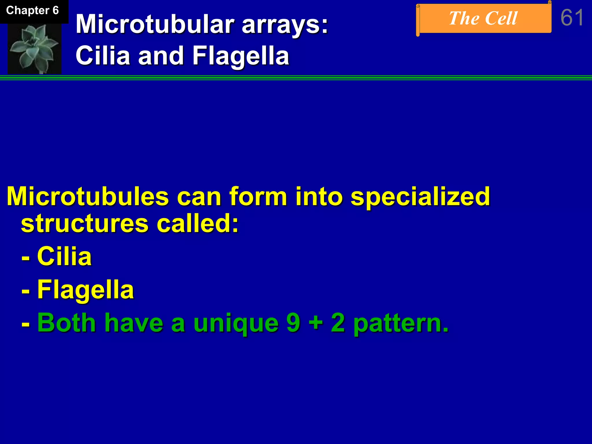 The Cell 61Chapter 6
Microtubular arrays:
Cilia and Flagella
Microtubules can form into specialized
structures called:
- Cilia
- Flagella
- Both have a unique 9 + 2 pattern.
 