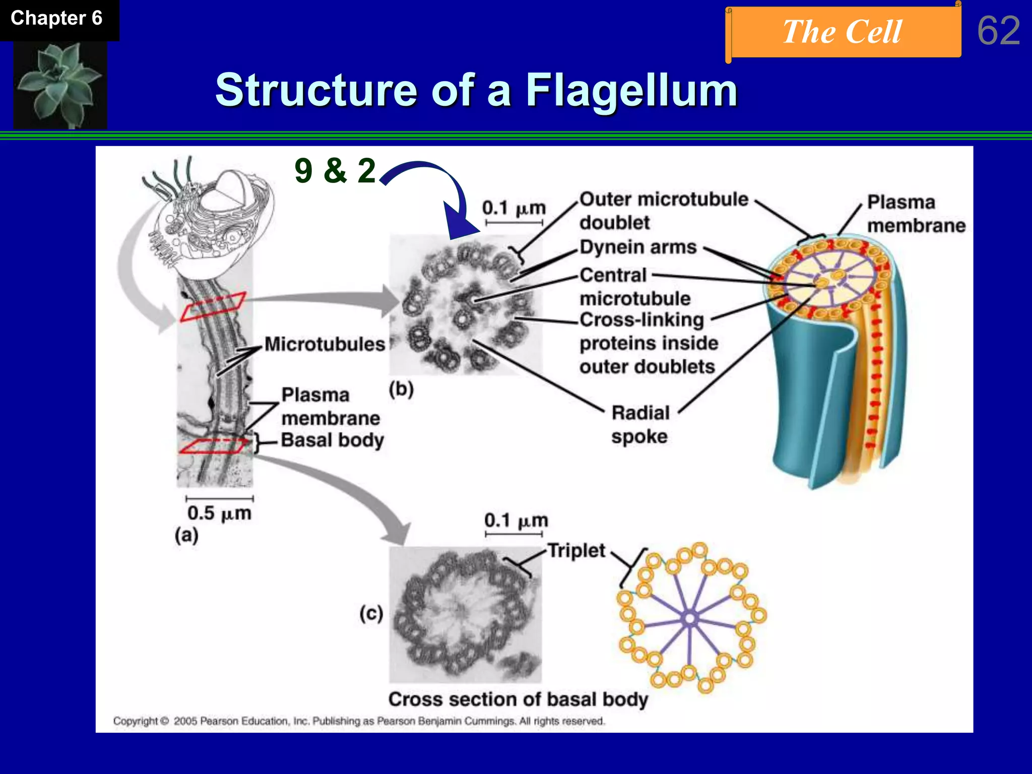 The Cell 62Chapter 6
Structure of a Flagellum
9 & 2
 