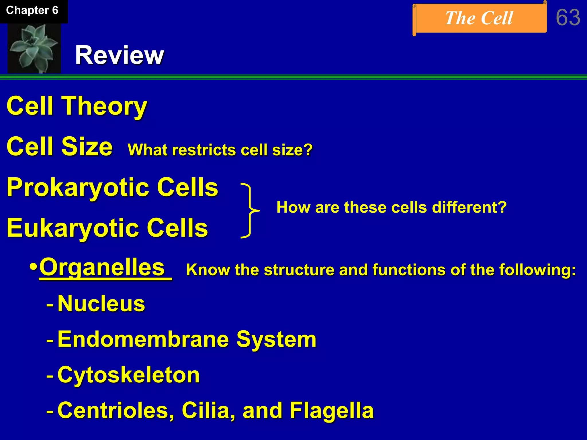 The Cell 63Chapter 6
Review
Cell Theory
Cell Size What restricts cell size?
Prokaryotic Cells
Eukaryotic Cells
Organelles Know the structure and functions of the following:
-Nucleus
-Endomembrane System
-Cytoskeleton
-Centrioles, Cilia, and Flagella
How are these cells different?
 