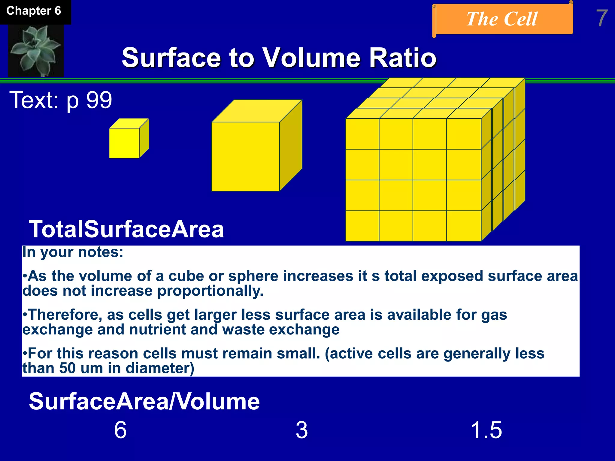 The Cell 7Chapter 6
Surface to Volume Ratio
TotalSurfaceArea
6 cm2 (X 4) 24 cm2 (x 4) 96 cm2
TotalVolume
1cm3 ( x 8) 8 cm3 ( x 8) 64 cm3
SurfaceArea/Volume
6 3 1.5
In your notes:
•As the volume of a cube or sphere increases it s total exposed surface area
does not increase proportionally.
•Therefore, as cells get larger less surface area is available for gas
exchange and nutrient and waste exchange
•For this reason cells must remain small. (active cells are generally less
than 50 um in diameter)
Text: p 99
 