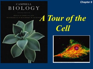 A Tour of the
Cell
Chapter 6
 