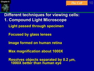 The Cell 10Chapter 6
Different techniques for viewing cells:
1. Compound Light Microscope
Light passed through specimen
Focused by glass lenses
Image formed on human retina
Max magnification about 1000X
Resolves objects separated by 0.2 mm,
1000X better than human eye
 