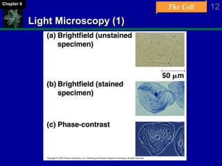 The Cell 12Chapter 6
Light Microscopy (1)
 