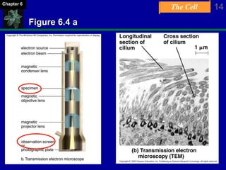 The Cell 14Chapter 6
Figure 6.4 a
 