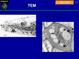 The Cell 15Chapter 6
TEM
 