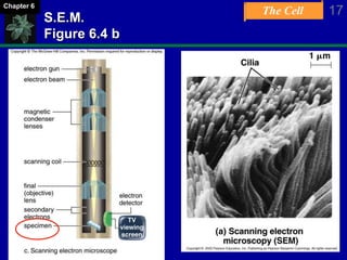 The Cell 17Chapter 6
S.E.M.
Figure 6.4 b
 