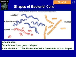 The Cell 21Chapter 6
Shapes of Bacterial Cells
In your notes:
Bacteria have three general shapes
1. Cocci = round. 2. Bacilli = rod shaped. 3. Spirochete = spiral shaped.
 