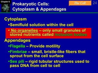 The Cell 24Chapter 6
Cytoplasm
Semifluid solution within the cell
 No organelles – only small granules of
stored nutrients called inclusion bodies
Appendages
Flagella – Provide motility
Fimbriae – small, bristle-like fibers that
sprout from the cell surface
Sex pili – rigid tubular structures used to
pass DNA from cell to cell
Prokaryotic Cells:
Cytoplasm & Appendages
 