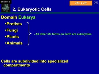 The Cell 25Chapter 6
2. Eukaryotic Cells
Domain Eukarya
Protists
Fungi
Plants
Animals
Cells are subdivided into specialized
compartments
- All other life forms on earth are eukaryotes
 