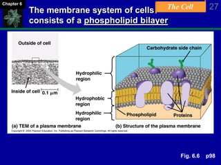 The Cell 27Chapter 6
The membrane system of cells
consists of a phospholipid bilayer
Fig. 6.6 p98
 