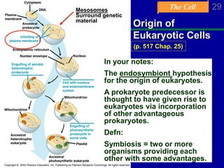 The Cell 29Chapter 6
Origin of
Eukaryotic Cells
Mesosomes
Surround genetic
material
In your notes:
The endosymbiont hypothesis
for the origin of eukaryotes.
A prokaryote predecessor is
thought to have given rise to
eukaryotes via incorporation
of other advantageous
prokaryotes.
Defn:
Symbiosis = two or more
organisms providing each
other with some advantages.
(p. 517 Chap. 25)
 