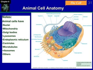 The Cell 31Chapter 6
Animal Cell Anatomy
Notes:
Animal cells have
•Nuclei
•Mitochondria
•Golgi bodies
•Lysosomes
•Endoplasmic reticulum
•Centrioles
•Microtubules
•ribosomes
•Others
 