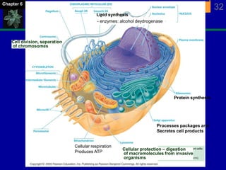The Cell 32Chapter 6
Cell division, separation
of chromosomes
Cellular protection – digestion
of macromolecules from invasive
organisms
Lipid synthesis
Processes packages and
Secretes cell products
Protein synthesis
Cellular respiration
Produces ATP
- enzymes: alcohol deydrogenase
 