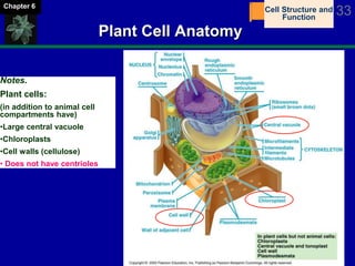The Cell 33Chapter 6
Plant Cell Anatomy
Notes.
Plant cells:
(in addition to animal cell
compartments have)
•Large central vacuole
•Chloroplasts
•Cell walls (cellulose)
• Does not have centrioles
Cell Structure and
Function
 