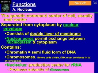 The Cell 34Chapter 6
Functions
A. Nucleus
The genetic command center of cell, usually
near center
Separated from cytoplasm by nuclear
envelope
Consists of double layer of membrane
Nuclear pores permit exchange between
nucleoplasm & cytoplasm
Contains:
Chromatin = semi fluid form of DNA
Chromosomes. Before cells divide, DNA must condense in to
chromosomes
Nucleolus: production center for rRNA
-Produces subunits of ribosomes.
 