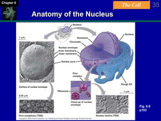 The Cell 35Chapter 6
Anatomy of the Nucleus
Fig. 6.9
p103
 