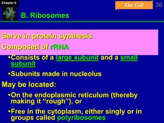 The Cell 36Chapter 6
B. Ribosomes
Serve in protein synthesis
Composed of rRNA
Consists of a large subunit and a small
subunit
Subunits made in nucleolus
May be located:
On the endoplasmic reticulum (thereby
making it “rough”), or
Free in the cytoplasm, either singly or in
groups called polyribosomes
 