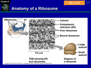 The Cell 37Chapter 6
Anatomy of a Ribosome
 