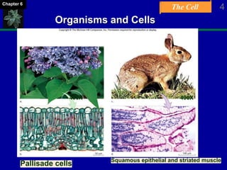 The Cell 4Chapter 6
Organisms and Cells
Pallisade cells
Squamous epithelial and striated muscle
400X 400X
 