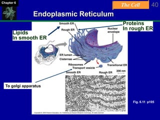 The Cell 40Chapter 6
Endoplasmic Reticulum
Lipids
In smooth ER
Proteins
In rough ER
To golgi apparatus
Fig. 6.11 p105
 