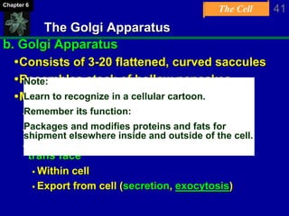 The Cell 41Chapter 6
The Golgi Apparatus
b. Golgi Apparatus
Consists of 3-20 flattened, curved saccules
Resembles stack of hollow pancakes
Modifies proteins and lipids
-Packages them in vesicles
-Receives vesicles from ER on cis face
-Prepares for “shipment” in vesicles from
trans face
 Within cell
 Export from cell (secretion, exocytosis)
Note:
Learn to recognize in a cellular cartoon.
Remember its function:
Packages and modifies proteins and fats for
shipment elsewhere inside and outside of the cell.
 