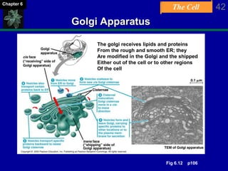 The Cell 42Chapter 6
Golgi Apparatus
The golgi receives lipids and proteins
From the rough and smooth ER; they
Are modified in the Golgi and the shipped
Either out of the cell or to other regions
Of the cell
Fig 6.12 p106
 