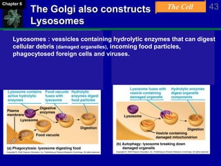 The Cell 43Chapter 6
The Golgi also constructs
Lysosomes
Lysosomes : vessicles containing hydrolytic enzymes that can digest
cellular debris (damaged organelles), incoming food particles,
phagocytosed foreign cells and viruses.
 