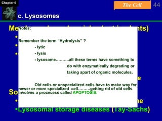 The Cell 44Chapter 6
c. Lysosomes
Membrane-bound vesicles (not in plants)
Produced by the Golgi apparatus
Low pH
Contain lytic enzymes
-Digestion of large molecules
-Recycling of cellular resources
-Apoptosis (programmed cell death, like
tadpole losing tail)
Some genetic diseases
Caused by defect in lysosomal enzyme
Lysosomal storage diseases (Tay-Sachs)
Notes:
Remember the term “Hydrolysis” ?
- lytic
- lysis
- lysosome……….all these terms have something to
do with enzymatically degrading or
taking apart of organic molecules.
Old cells or unspecialized cells have to make way for
newer or more specialized cell………getting rid of old cells
involves a procecess called APOPTOSIS.
 