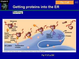 The Cell 46Chapter 6
Getting proteins into the ER
Sorting:
Fig 17.21 p.352
 