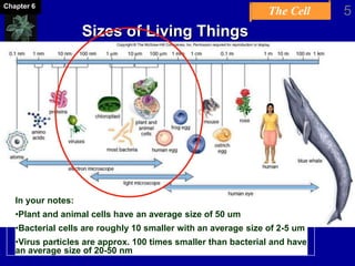 The Cell 5Chapter 6
Sizes of Living Things
In your notes:
•Plant and animal cells have an average size of 50 um
•Bacterial cells are roughly 10 smaller with an average size of 2-5 um
•Virus particles are approx. 100 times smaller than bacterial and have
an average size of 20-50 nm
 
