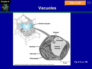 The Cell 50Chapter 6
Vacuoles
Fig. 6.14, p. 108
 
