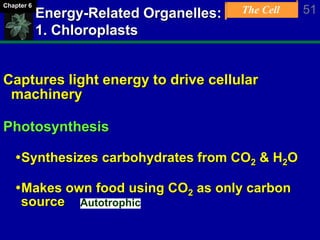 The Cell 51Chapter 6
Energy-Related Organelles:
1. Chloroplasts
Captures light energy to drive cellular
machinery
Photosynthesis
Synthesizes carbohydrates from CO2 & H2O
Makes own food using CO2 as only carbon
source Autotrophic
 