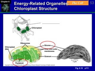 The Cell 53Chapter 6
Energy-Related Organelles:
Chloroplast Structure
?
Fig. 6.18 p111
 
